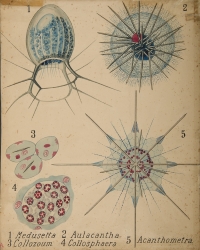 tavola parietale_medusetta